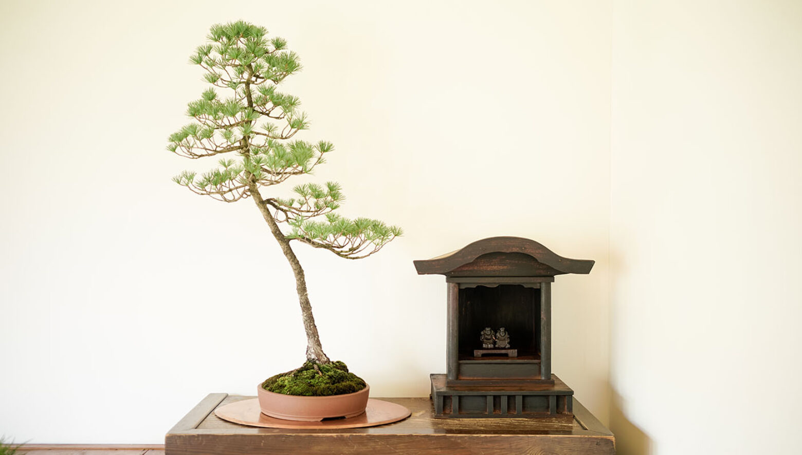 P.F.S.が、塩津植物研究所とのコラボレーションで盆栽の展示販売