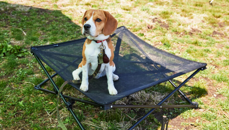 愛犬のコットは蒸れ対策としてメッシュ素材のアイテムをネットで購入。