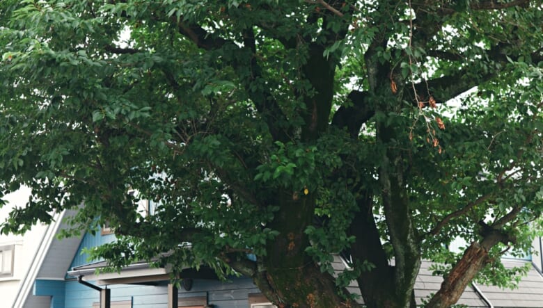 今村家のシンボルツリーとなる桜の木。