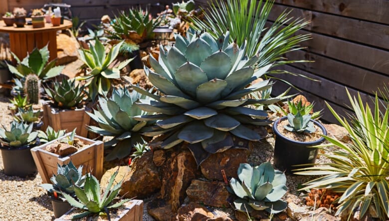 メキシコ原生のアガベ。家を建てて4年間で集めたとは思えない圧巻のコレクションを、ウッドデッキ正面の庭に植栽する。同じ種類でも個体によりカタチや色味が違う、そのオリジナリティが醍醐味だとか。