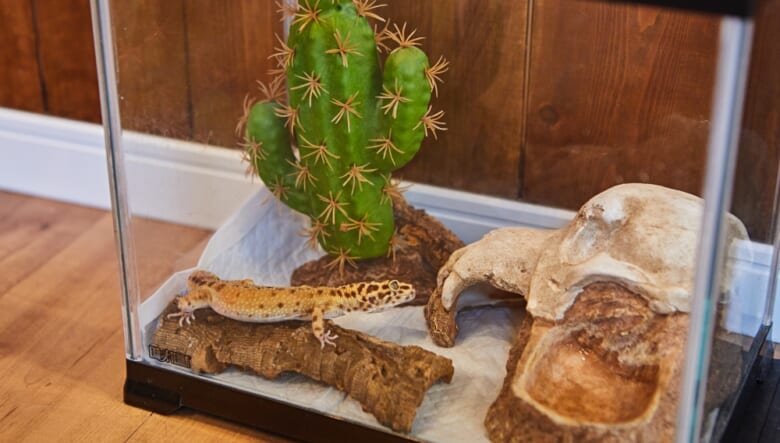 ヒョウモントカゲモドキの「リル」。名付け親は長女・花望ちゃん。もとは砂漠地帯に生息するということで、アガベともそこはかとなくリンクしている。