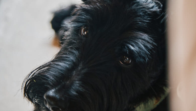 旧いものをセンスよく選んでアレンジ！ 古着好きおしゃれ夫婦の空間づくり。【BESSユーザーお宅訪問@カントリーログ】