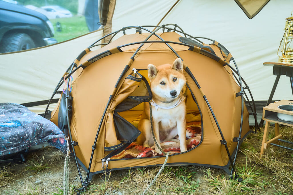 柴犬とテント