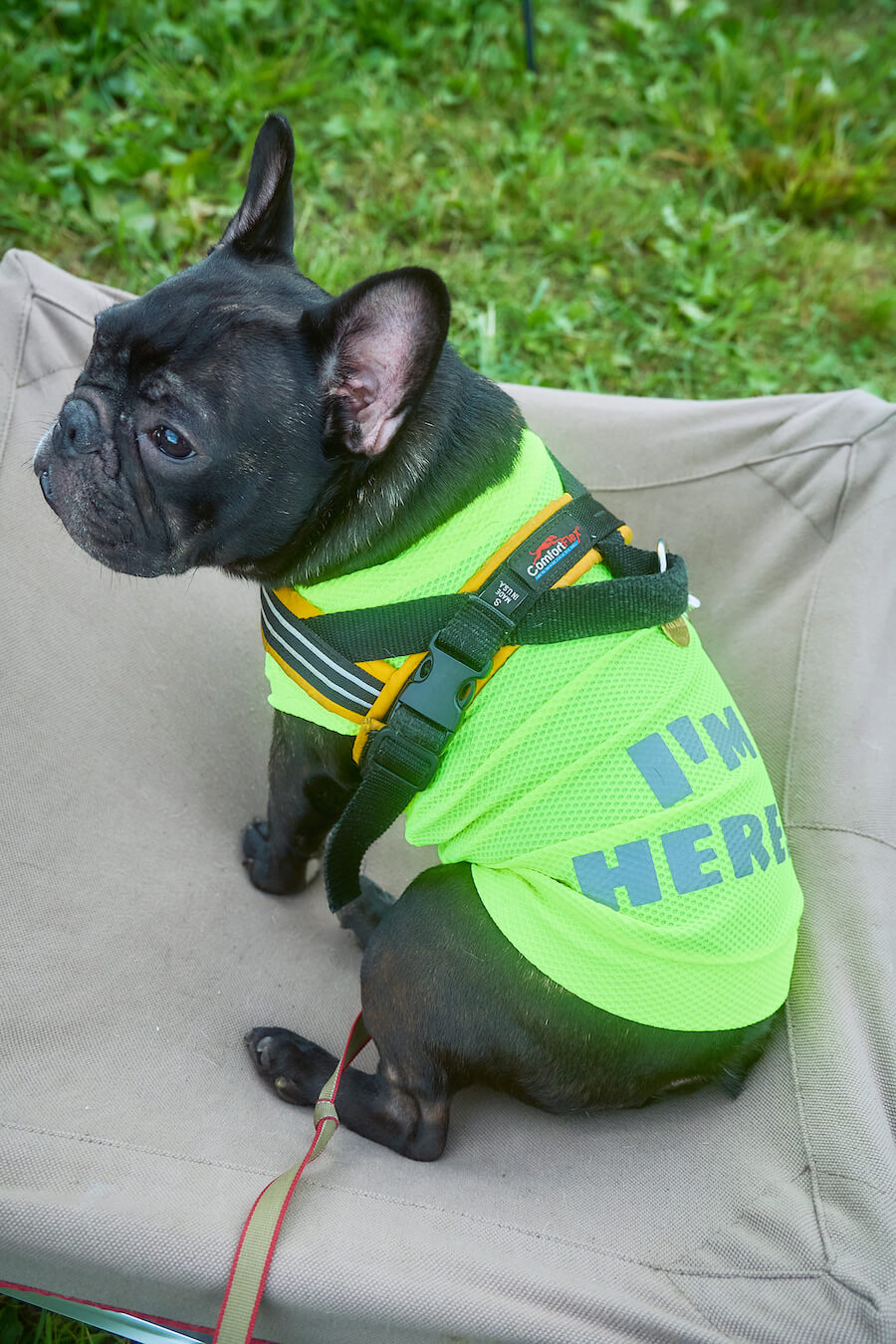 フレンチブルドッグと蛍光ウエア