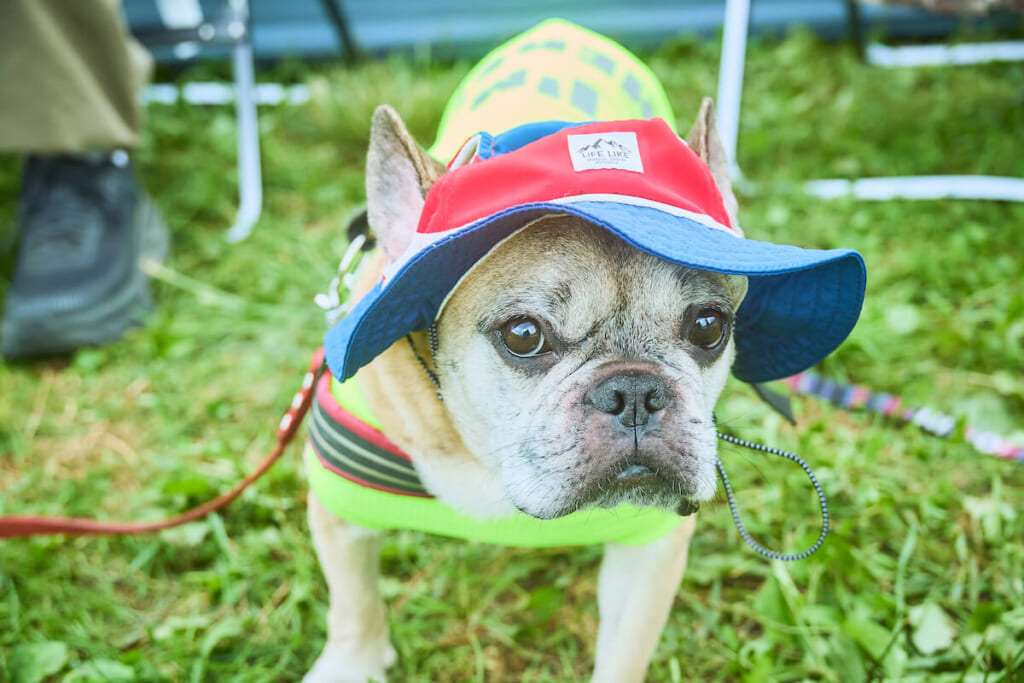 フレンチブルドッグとハット