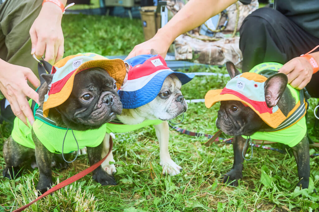 フレンチブルドッグとキャンプ