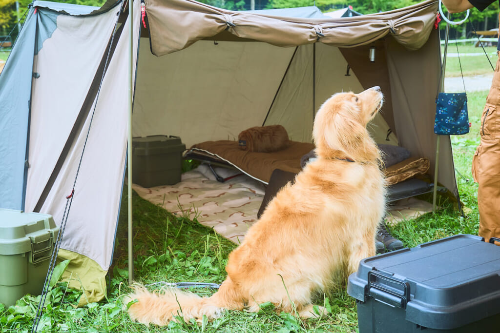 キャンプ場にいるゴールデンレトリバー