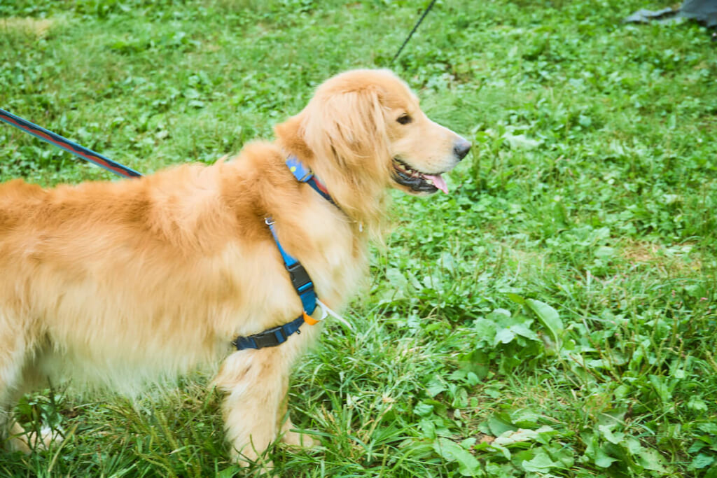 ゴールデンレトリバーとペットセーフのハーネス