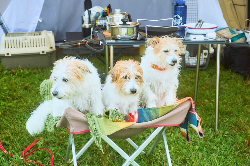 スノーピークのドッグコットと3匹の犬