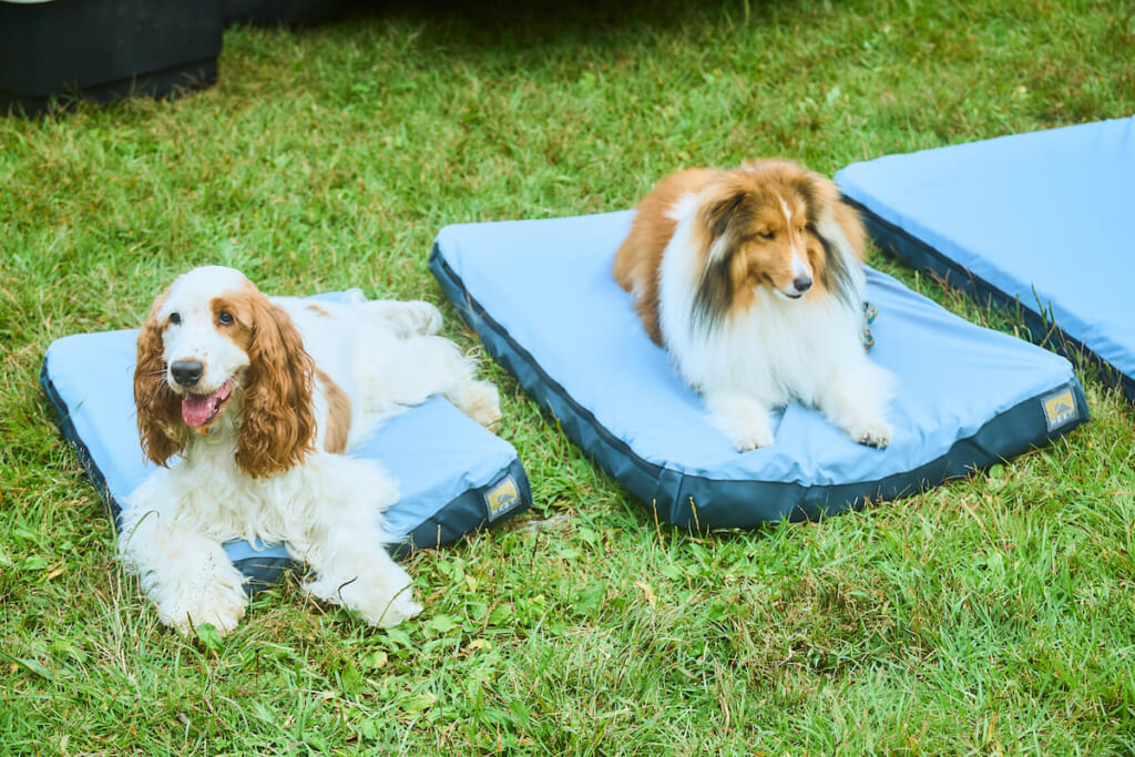 HESTのマットレスと2匹の犬