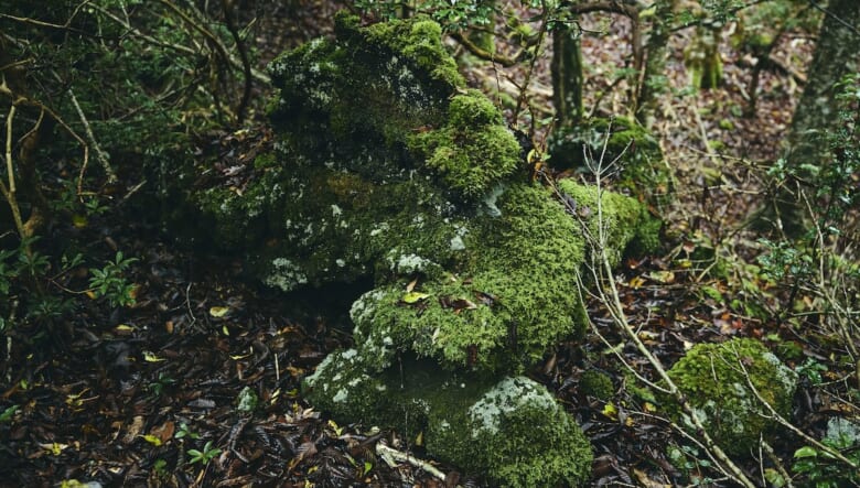 スーパーハイキングに参戦！　東海道自然歩道を歩いて、ふもとっぱらでテント泊。【GO OUT 遊歩倶楽部with MERRELL #01】