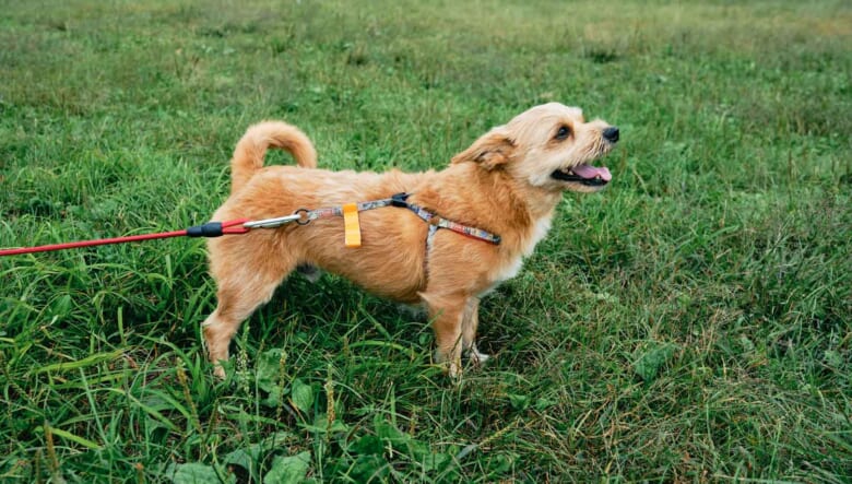 【’13 KANGOO】ワンちゃんとの旅では車内の豊富な収納が活躍。
