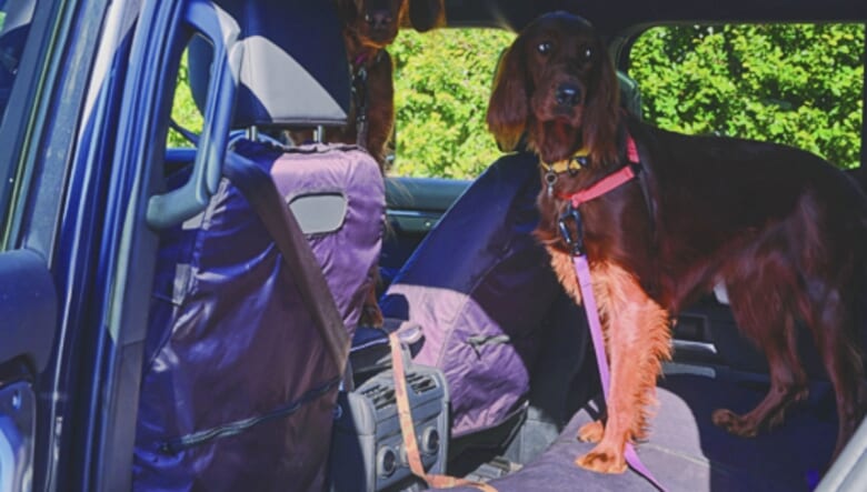 アイリッシュセッターのロイとソイ。「イギリスの狩猟犬なので、英国車が居心地いいのかも？（笑）」。