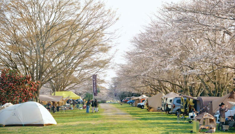 春を満喫した「カングー サクラキャンプ」。フレンチ式のおもてなしで心もお腹も大満足！