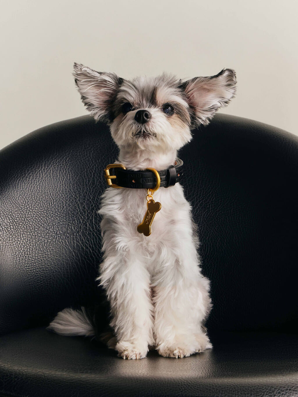 Kith for wagwear コレクション