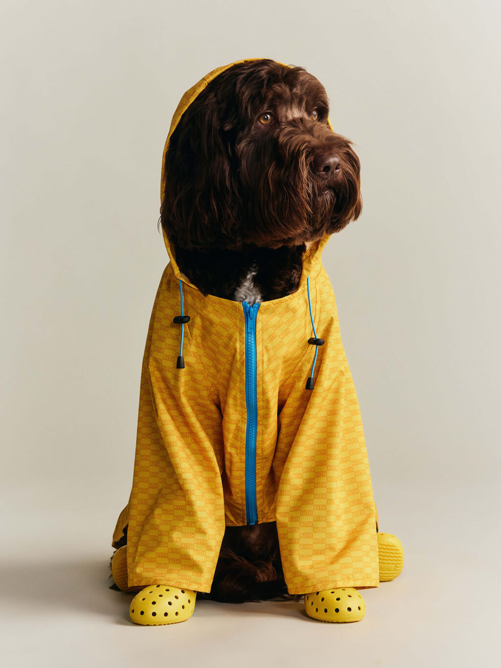 Kith for wagwear コレクション