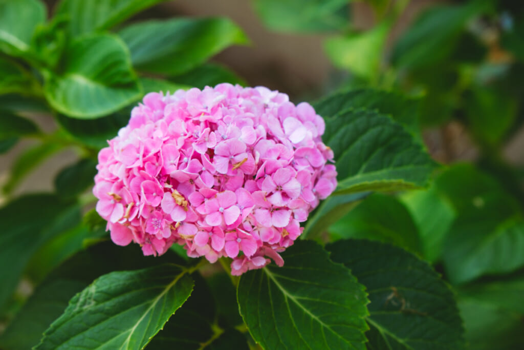 紫陽花の花
