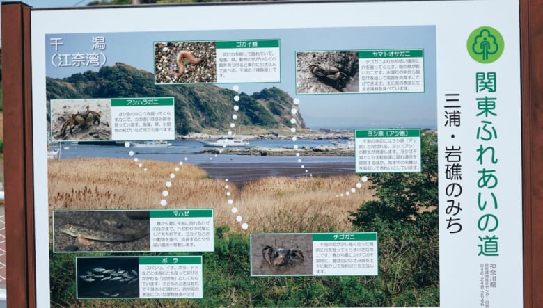 オトナの夏休み。海の荒野を突き進む「岩礁のみち」を歩いてみた。【GO OUT 遊歩倶楽部 三浦半島編 #01】